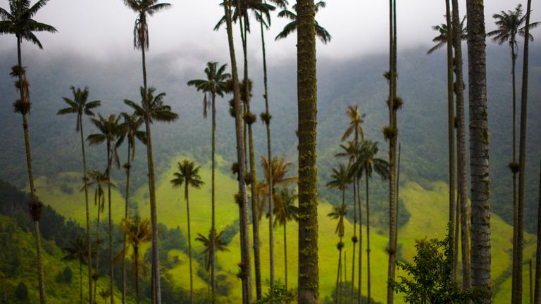 Долина Кокора (исп. Valle de Cocora) — долина в департаменте Квиндо, недалеко от красивого городка Саленто, в стране Колумбия.