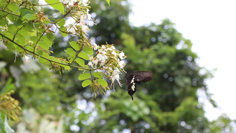 Цветки Cheniella longistaminea. Фото: Королевский ботанический сад.