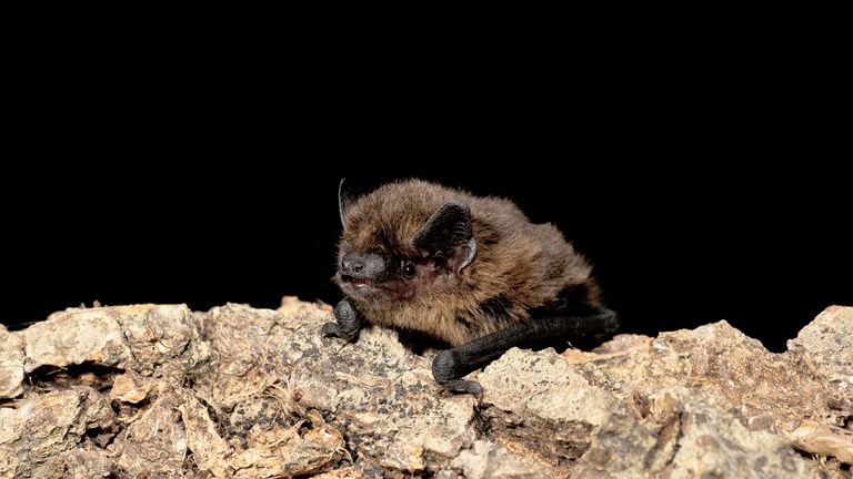 Молодой самец обыкновенной летучей мыши-нетопыря. Фото: Хью Кларк/Bat Cons.Trust/National Trust/PA