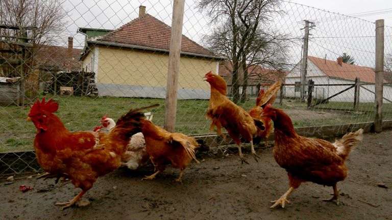 Куры из приусадебного стада. Изображение файла: AP