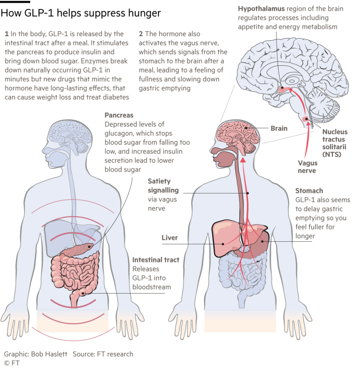 Графика о том, как GLP-1 помогает подавлять голод и как гормоны кишечника и жировая масса регулируют потребление пищи