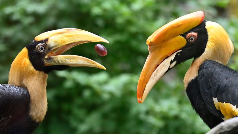 Молодая птица-носорог (Buceros bicornis), слева, в зоопарке Злин, Чехия, 13 июня 2023 года. Фото: Далибор Глюк (CTK через AP Images)