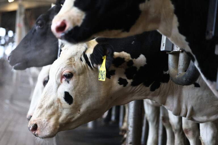 Nevada Dairy Worker заключил более новый штамм птичьего гриппа, говорит CDC