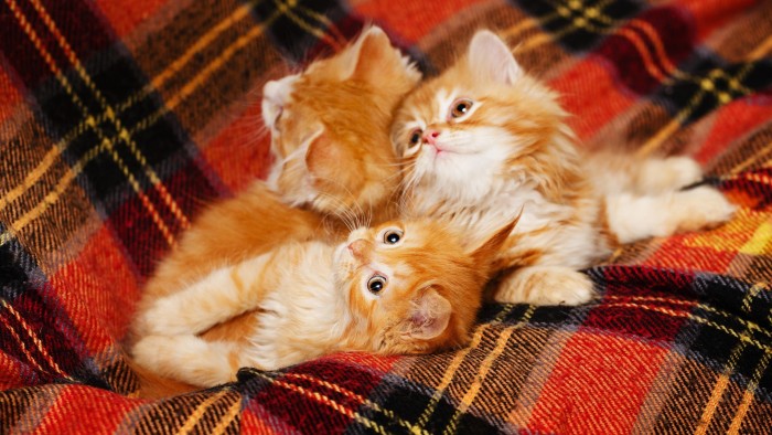Шотландская кошачья лопатка SNP против Pet Power
