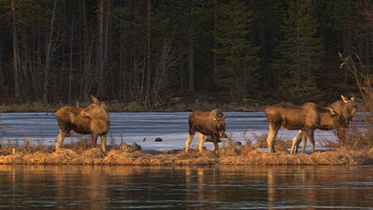 Эта недатированная фотография, выпущенная SVT, показывает Moose в Джунселе, Швеция, во время подготовки к прямой трансляции «Великая миграция лося», чтобы документировать ежегодную миграцию лося возле Куллберга в северной Швеции. (SVT через AP)