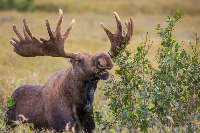Bull Moose питается растениями ольхи