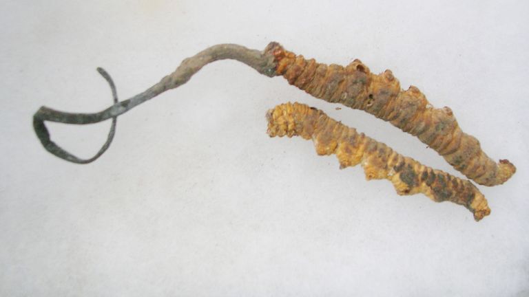 Cordyceps, растущие из гусеницы. PIC: L Shyamal/Wikimedia Commons