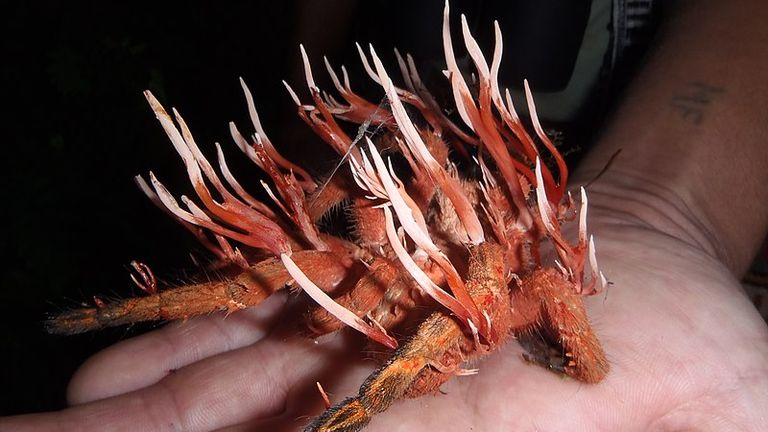 Ophiocordyceps Caloceroides, заражающие неизвестные виды тарантула. Этот вид грибов паразита на тарантулах. На данный момент гриб потреблял ткани паука и имеет плодовые аскокарпы, которые производят споры. Эта инфекция убивает хозяина тарантула. Эта фотография была сделана в лесном заповеднике Санта -Люсии в Эквадоре во время поездки в Колледж Эрлхэма.