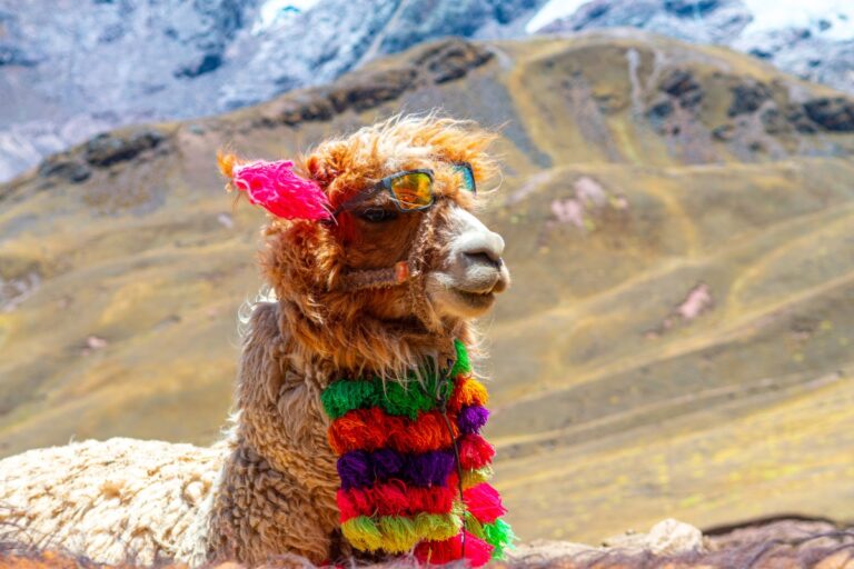 Alpaca собирает 52 млн. Долл. США, чтобы перенести свою брокерскую платформу API на новые рынки