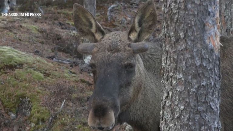 PIC: SVT/AP