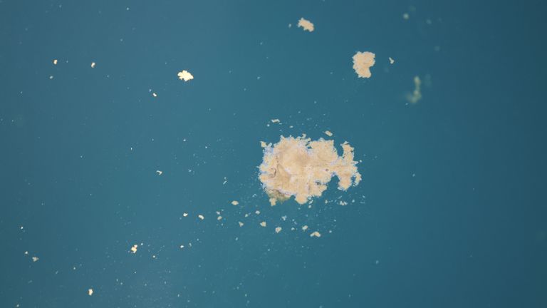 Dolphin Poo. PIC: Сара Перри/WTSWW