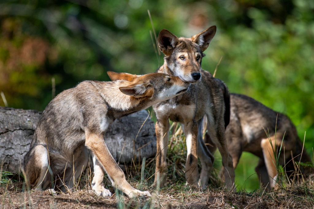 Щенки Red Wolf видны в зоопарке и аквариуме, в Сиэтле, штат Вашингтон