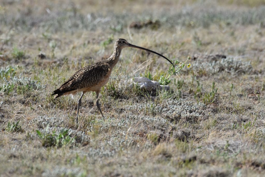 USFWS-Long-Biled-Curlew